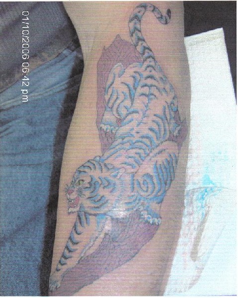 blue stripped tiger