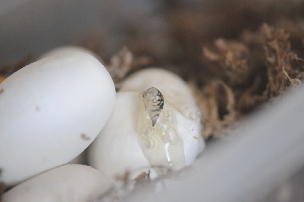 Cheap Trick at ACL Live at the Moody Theater, Austin, Texas 07/29/2012 - ph