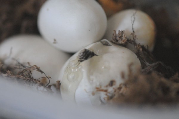 Cheap Trick at ACL Live at the Moody Theater, Austin, Texas 07/29/2012 - ph