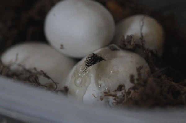 Cheap Trick at ACL Live at the Moody Theater, Austin, Texas 07/29/2012 - ph